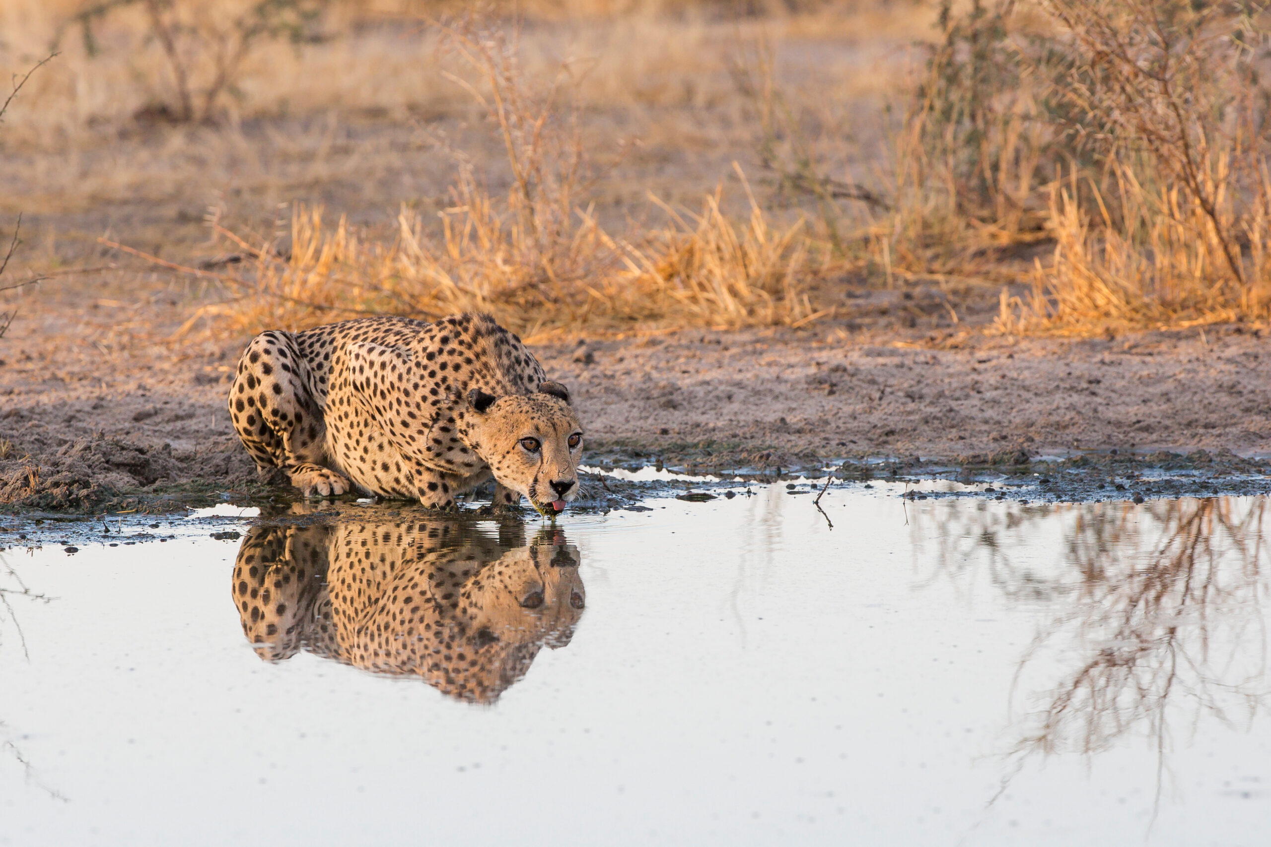 The beginner’s guide to African safaris
