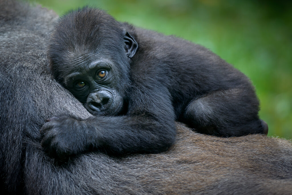 Baby gorilla in Africa on safari