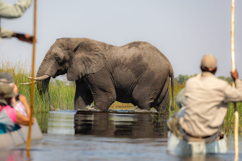 Elephant on safari in Okavango Delta in Africa
