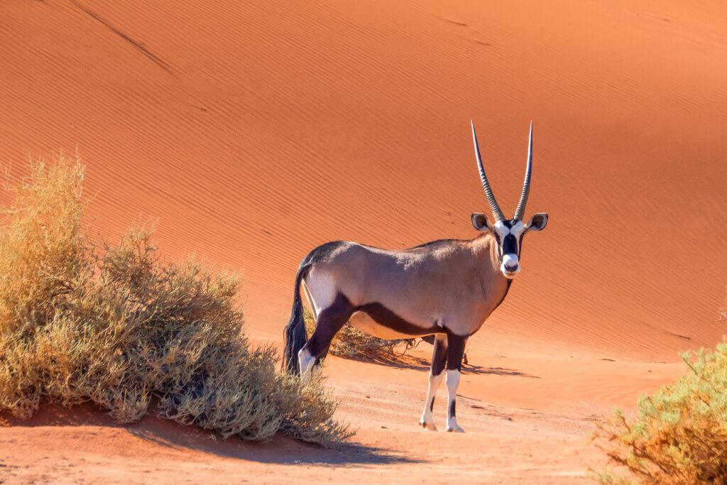 Oryx in Namib Desert